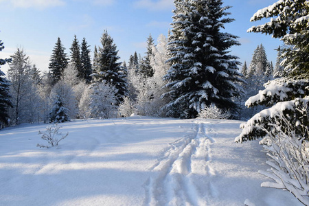 寒冷的 天空 冬天 自然 风景 季节 森林 滑雪 木材 国家