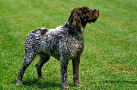 成人 动物 宠物 轮廓 照片 犬科