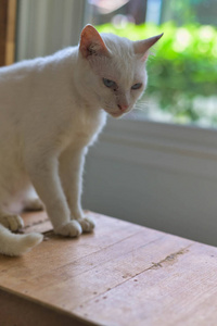 异色 哺乳动物 毛茸茸的 宠物 毛皮 繁殖 猫科动物 动物