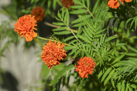 菊花 开花 室内植物 花瓣 植物 美女 特写镜头 花园 美丽的