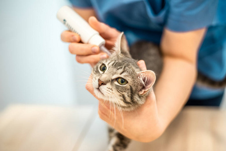 女兽医用滴耳液治疗猫
