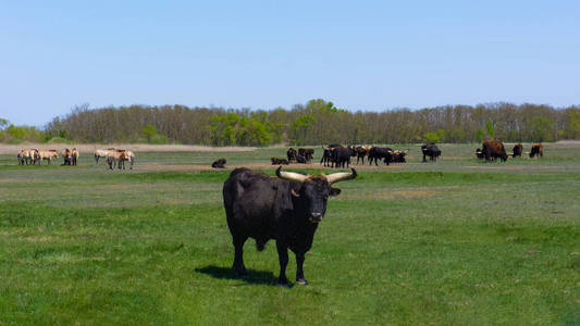 在匈牙利霍尔托巴基国家公园，野牛和野马站在田野里