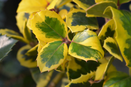 自然 植物学 植物 花园 灌木 春天