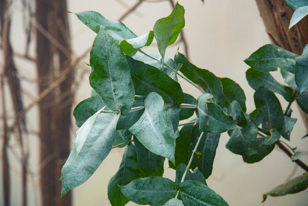 森林 树叶 植物学 食物 灌木 常春藤 花园 自然 分支