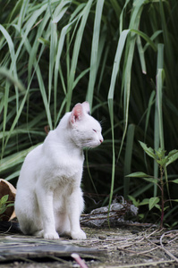 头发 猫科动物 动物 毛皮 基蒂 自然 泰国 小猫 朋友