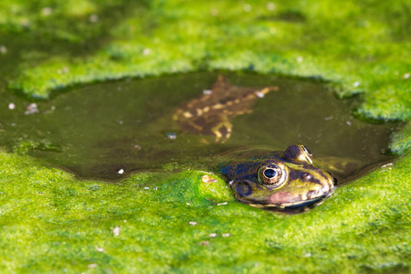 野生动物 眼睛 生活 青蛙 动物 春天 沼泽 呱呱叫 池塘