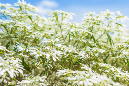 花瓣 花园 圣诞节 领域 灌木 美女 天空 分支 多愁善感