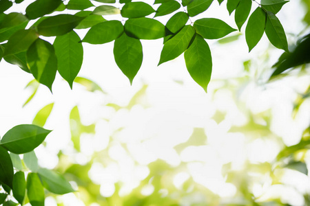 绿色植物 墙纸 集中 生长 软的 植物 夏天 阳光 春天