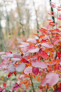 公园 枫树 阳光 特兰西瓦尼亚 分支 树叶 颜色 早晨 美女