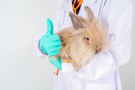 兽医 照顾 动物 宠物 检查 考试 哺乳动物 职业 药物治疗