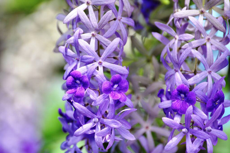 紫色 特写镜头 花瓣 颜色 草本植物 自然 植物学 薰衣草