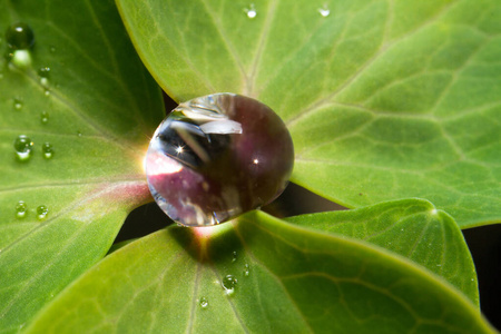 植物 草本植物 纹理 植物区系 生态学 环境 反射 生活