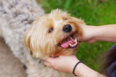 繁殖 肖像 宠物 小狗 纯种 动物 美丽的 可爱极了 犬科动物