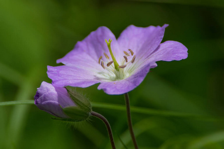 自然 花瓣 花的 紫色 特写镜头 开花 花园 植物 颜色