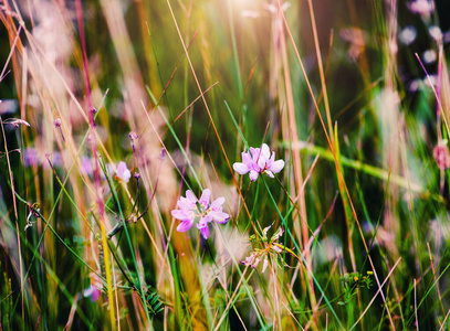 园艺 阳光 植物区系 盛开 紫色 美女 领域 花束 风景