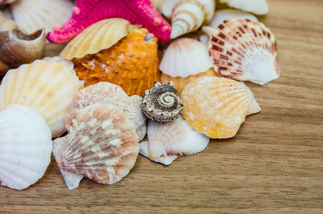 海鲜 蜗牛 纹理 扇贝 鸡冠 海滩 自然 动物 海的 多种