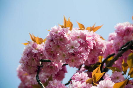 植物 樱花 丁香花 日本 分支 春天 季节 灌木 花瓣 自然
