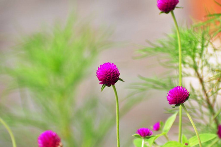 季节 夏天 植物学 颜色 粉红色 花的 花瓣 草地 美女