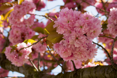 花的 盛开 日本人 开花 美女 花瓣 美丽的 植物 花园