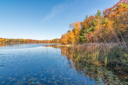 秋天 蓝天 美丽的 美女 反射 池塘 公园 季节 落下 树叶