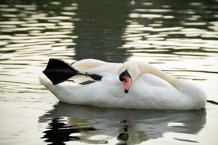 池塘 美丽的 天鹅 夏天 自然 野生动物 动物 鸭子 反射