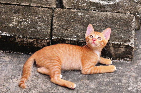 可爱的 斑猫 宠物 毛皮 繁殖 动物 基蒂 肖像 小猫 吉娃娃