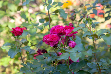 花的 美丽的 玫瑰 分支 花束 植物 植物区系 夏天 花瓣