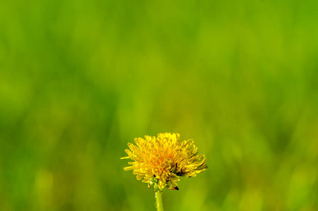 季节 开花 野花 花瓣 集中 特写镜头 颜色 花的 植物区系