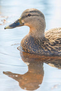 野生动物 自然 鸭子 池塘 水禽 绿头鸭 颜色 羽毛 美丽的