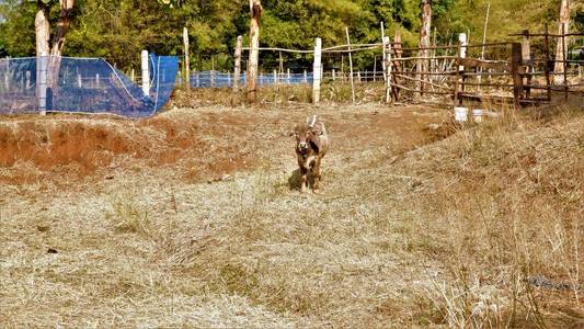 乳房 公牛 手指 阳光 鼻子 天空 农事 牛肉 农田 奶牛