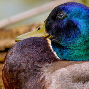 自然 肖像 绿头鸭 美女 公园 美丽的 野生动物 漂亮的