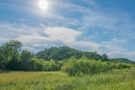 自然 森林 环境 美丽的 威斯康星州 季节 春天 场景 乡村