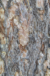 森林 皮肤 材料 纹理 特写镜头 木材 自然 树皮 覆盖