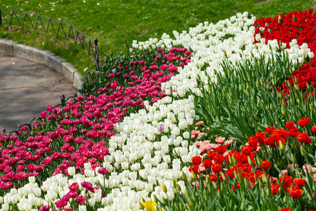春天 花展 阿姆斯特丹 花园 阳光 美丽的 公园 盛开 风景