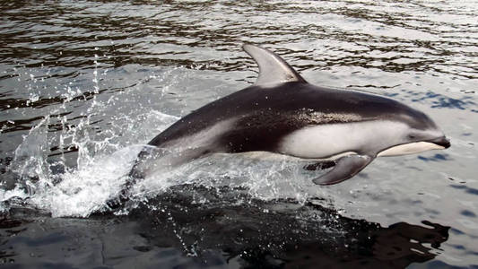 风景 脚蹼 鲨鱼 海的 野生动物 自然 鲸鱼 海豚 动物