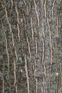 植物 核桃 伍兹 木材 古老的 树干 树皮 特写镜头 森林