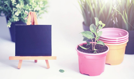 生长 自然 草本植物 花的 园艺 幼树 照顾 保护 花盆