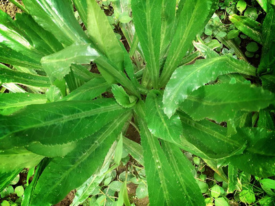 草药 胎儿 锯齿形 石头 营养 香菜 自然 食物 香料 植物