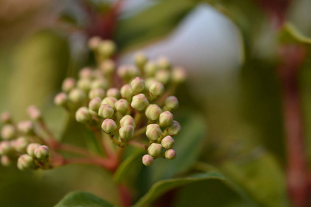 花园 植物学 灌木 粉红色 自然 植物