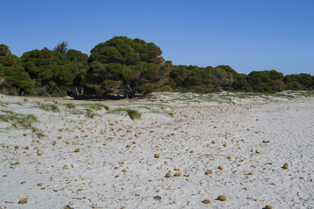 海滩 撒丁岛 自然 旅游业 风景