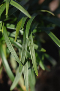 春天 植物 自然 植物学 花园