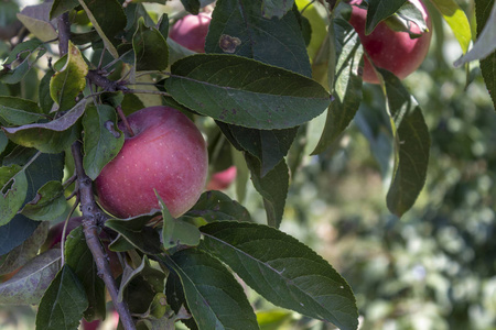 食物 果园 分支 甜的 树叶 苹果 收获 花园 自然 植物