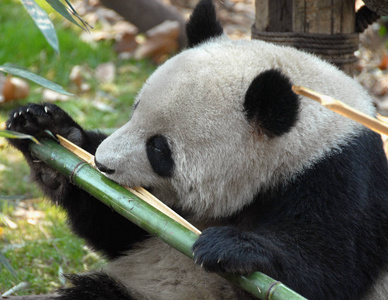 亚洲 可爱的 阳光 囚禁 圈地 毛茸茸的 巨人 动物 熊猫