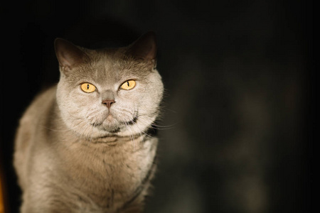 面对 肖像 美丽的 毛茸茸的 宠物 斑猫 眼睛 自然 动物