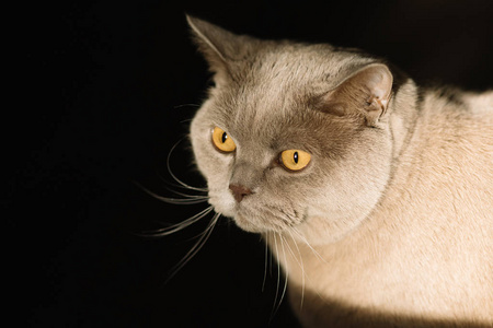 纯种 哺乳动物 眼睛 猫科动物 可爱的 小猫 宠物 甜的