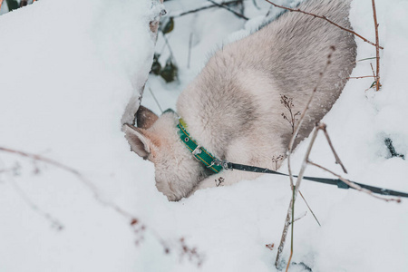 面对 肖像 犬科动物 毛皮 外部 捕食者 森林 冬天 猎人