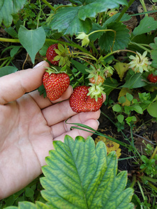 美味的 食物 季节 浆果 棕榈树 草莓 维生素 甜的 水果