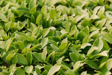 植物区系 自然 生长 季节 分支 特写镜头 纹理 夏天 植物学