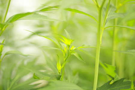 自然 农业 草坪 植物 生长 春天 季节 生态 花园 领域