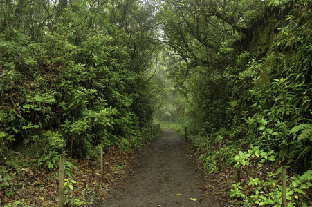 马德拉 公园 风景 季节 葡萄牙 植物 树叶 地标 追踪